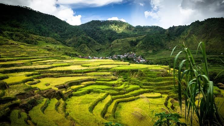 Mayoyao Rice Terraces